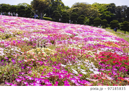 のこのしまアイランドパーク　リビングストンデージーの花畑 97185835