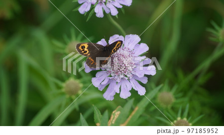 マツムシソウの蜜を吸うベニヒカゲ マツムシソウの蜜を吸うベニヒカゲ 97185952