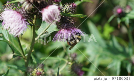 アザミの蜜を吸うオオマルハナバチのオス 97186032