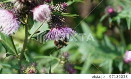 アザミの蜜を吸うオオマルハナバチのオス アザミの蜜を吸うオオマルハナバチのオス 97186038