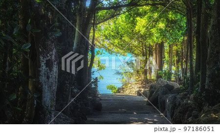 沖縄 本部町海へと続く備瀬のフクギ並木 沖縄 本部町海へと続く備瀬のフクギ並木 97186051