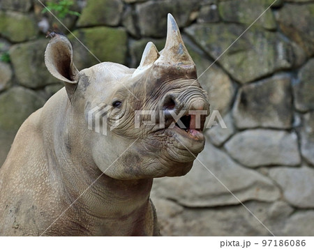 フレーメンをするクロサイの表情 97186086