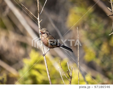 枯れ草にとまっているベニマシコのオス 枯れ草にとまっているベニマシコのオス 97186546