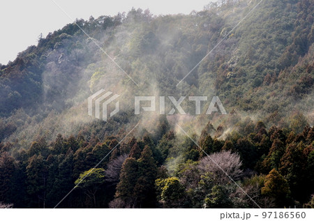 まるで山火事の煙のような花粉の飛散 97186560