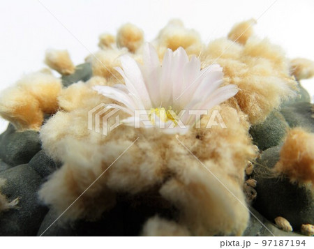 ウバダマ 97187194