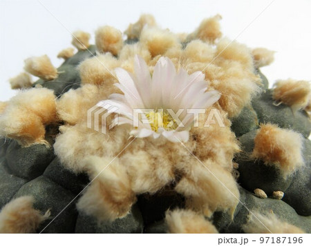 ウバダマ 97187196