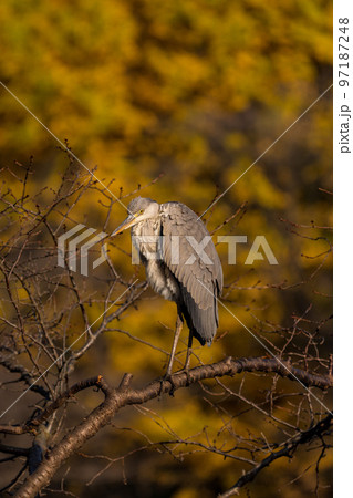 アオサギの幼鳥　紅葉バック 97187248