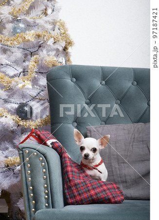 A chihuahua dog sits in a chair behind a large gift sock next to a smart Christmas tree, ready to celebrate the holiday. A chihuahua dog sits in a chair behind a large gift sock next to a smart Christmas tree, ready to celebrate the holiday. 97187421