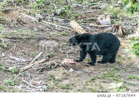 Wild Black Bear walks in forests of Acadieville National Park, New Brunswick Kouchibouguac River Canada 97187644