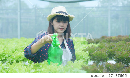 agriculture concept of 4k Resolution. Asian woman watering vegetables in a greenhouse. Accelerate growth with hormone injections. 97187666