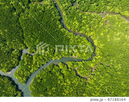 Amazing abundant mangrove forest, Aerial view of forest trees Rainforest ecosystem and healthy environment background, Texture of green trees forest top down, High angle view Amazing abundant mangrove forest, Aerial view of forest trees Rainforest ecosystem and healthy environment background, Texture of green trees forest top down, High angle view 97188164