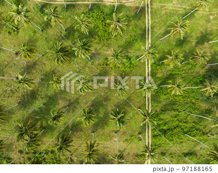 Aerial view Drone camera of Amazing coconut palm trees near the beach in Thailand Beautiful nature landscape background,Top view 97188165
