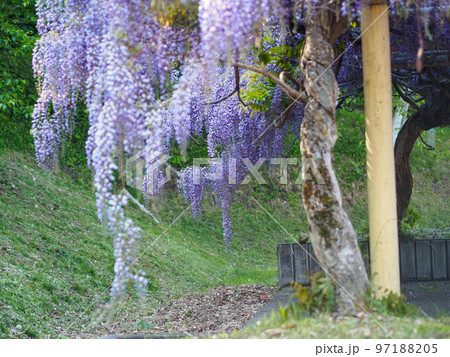 満開のフジ 満開のフジ 97188205