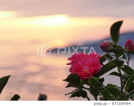 万葉の岬のサザンカの花 万葉の岬のサザンカの花 97188494