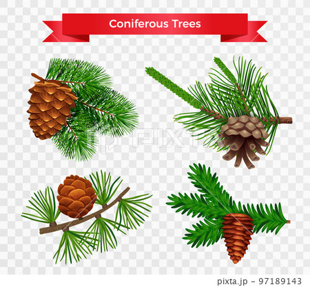Coniferous Trees Transparent Set 97189143