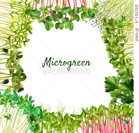 Healthy Nutrition Microgreens Frame 97189168