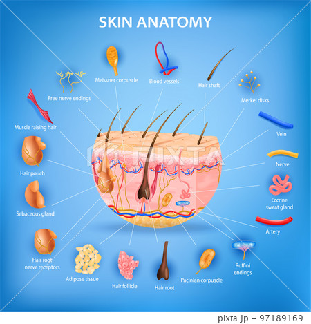 Skin Anatomy Background Skin Anatomy Background 97189169