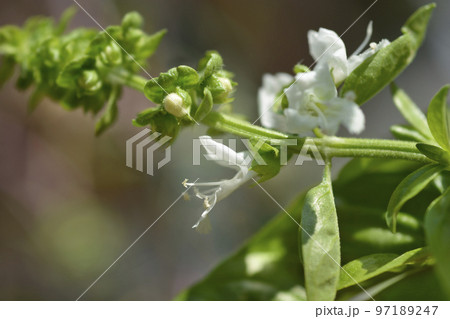 Common basil 97189247