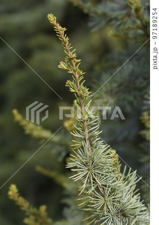 Fastigiate Atlas cedar 97189254