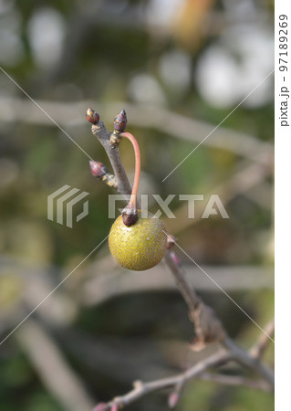 Handkerchief tree 97189269