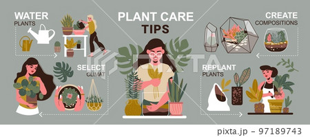Care For Plants Infographics Care For Plants Infographics 97189743