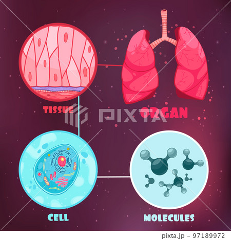Biological Hierarchy Illustration 97189972