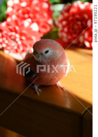 アキクサインコ 97190221