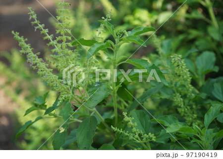 Holy basil tree , Thai basil , Ocimum sanctum L ,Tulsi tree , Ocimum tenuiflorum L Holy basil tree , Thai basil , Ocimum sanctum L ,Tulsi tree , Ocimum tenuiflorum L 97190419