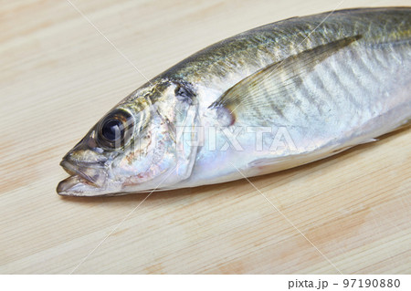 アジの顔アップ アジの顔アップ 97190880