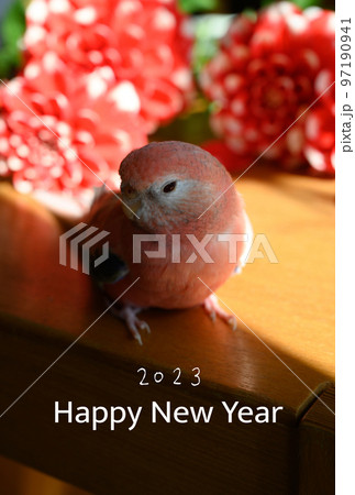 年賀状素材 インコとダリア 97190941
