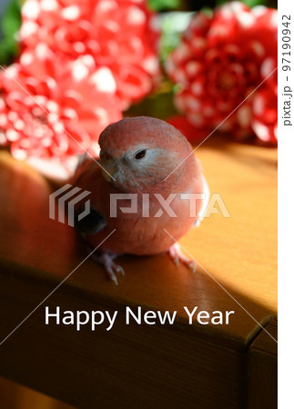 年賀状素材 インコとダリア 年賀状素材 インコとダリア 97190942