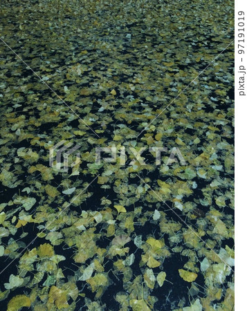 銀杏の絨毯 97191019