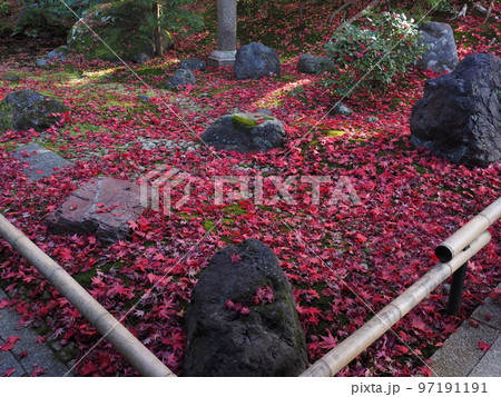京都　栄摂院の紅葉 97191191