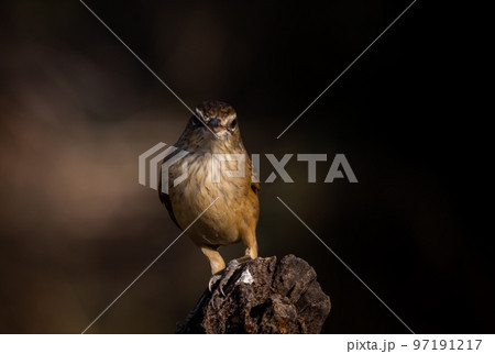 Oriental Reed Warbler on dry branch tree. 97191217