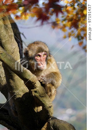 紅葉のなかのニホンザル 97191437