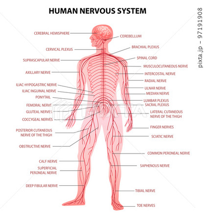Human Body Nervous System Human Body Nervous System 97191908