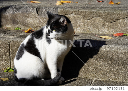 昼下がりのぶち猫 昼下がりのぶち猫 97192131