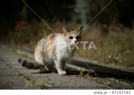 ねこ ねこ 97192583
