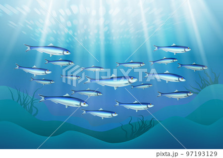 Fish Colony Ocean Realistic 97193129