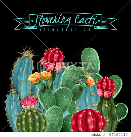 Flowering Cacti Vector Illustration Flowering Cacti Vector Illustration 97193156