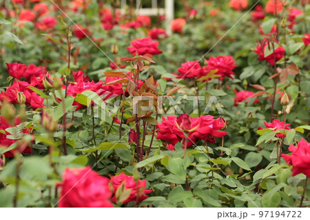 薔薇園の赤いバラ 97194722