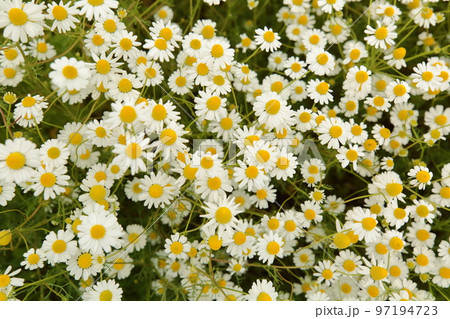 満開のカモミール 満開のカモミール 97194723