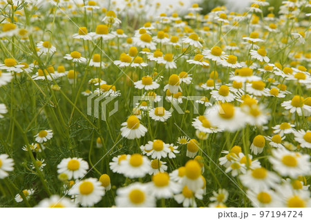 満開のカモミール 97194724