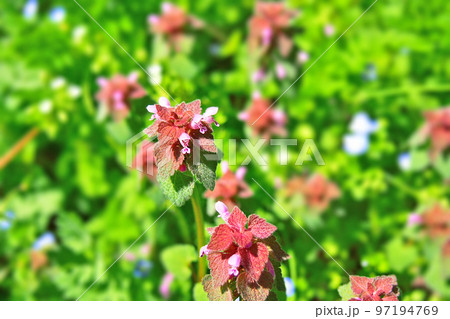 春の野花・ヒメオドリコソウ 春の野花・ヒメオドリコソウ 97194769