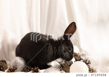 Black rabbit on a white background with Christmas balls and cones. Black rabbit on a white background with Christmas balls and cones. 97195698