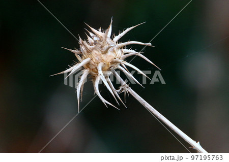 Thistle grows in a forest clearing. Thistle grows in a forest clearing. 97195763