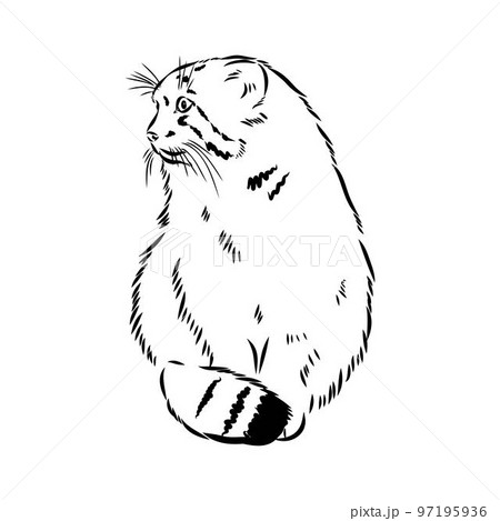 vector manul wild cats graphic illustration manul the forest cat vector manul wild cats graphic illustration manul the forest cat 97195936