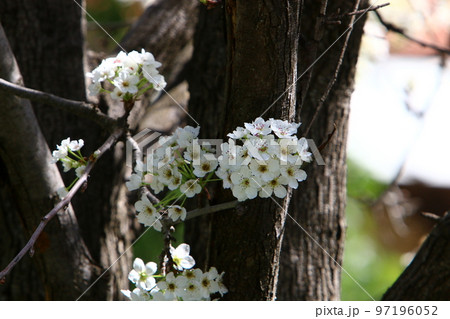 Almond blossoms in the city garden. Almond blossoms in the city garden. 97196052