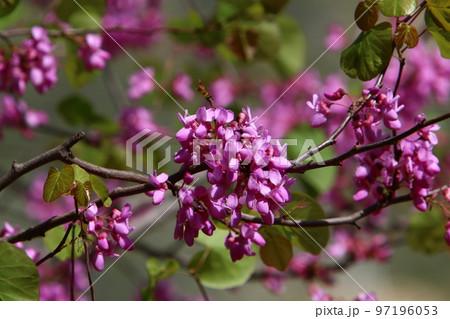 Almond blossoms in the city garden. 97196053