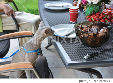 Domestic cat waiting for food sitting like man at table 97197054